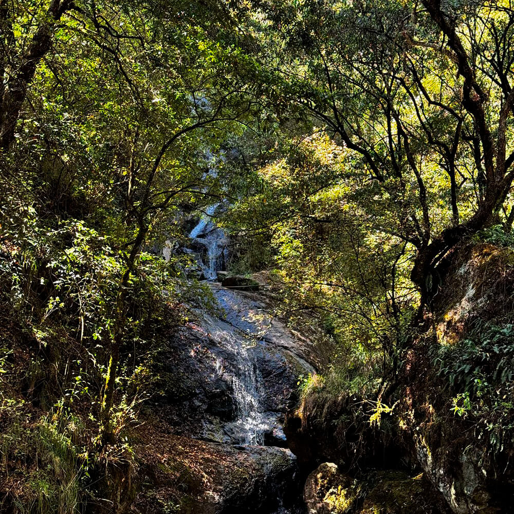 Una pequeña cascada cae por una ladera rocosa en un denso bosque. La luz del sol se filtra entre los frondosos árboles, iluminando el paisaje con una luz moteada. La tranquilidad del entorno se ve realzada por rocas cubiertas de musgo y helechos.